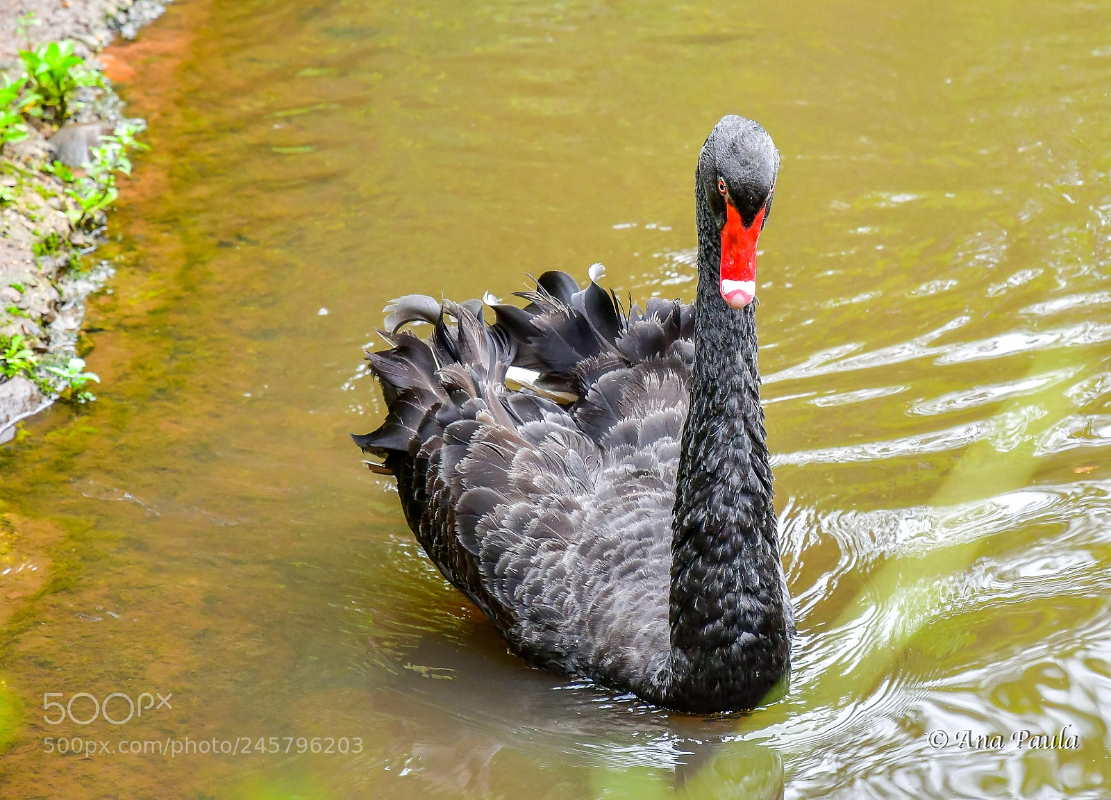Nikon D500 sample photo. Duck photography
