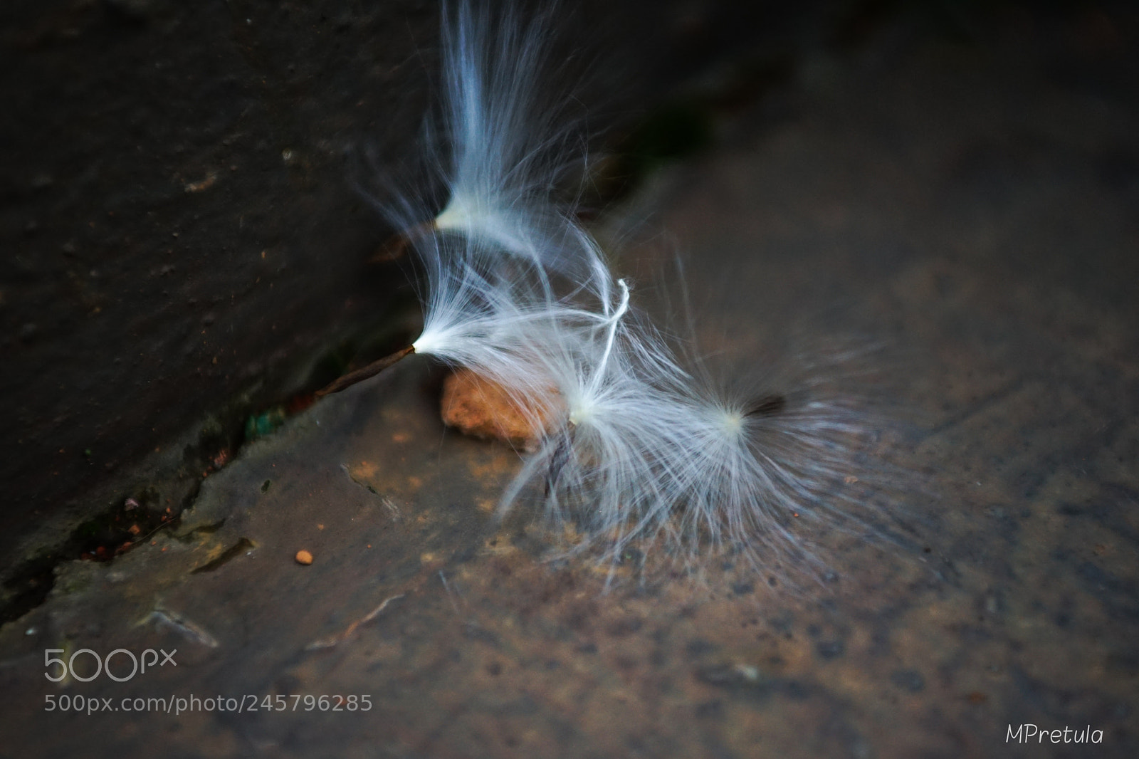 Sony a7 II sample photo. White photography
