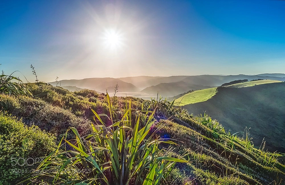 Olympus OM-D E-M1 sample photo. Waitakere ranges photography