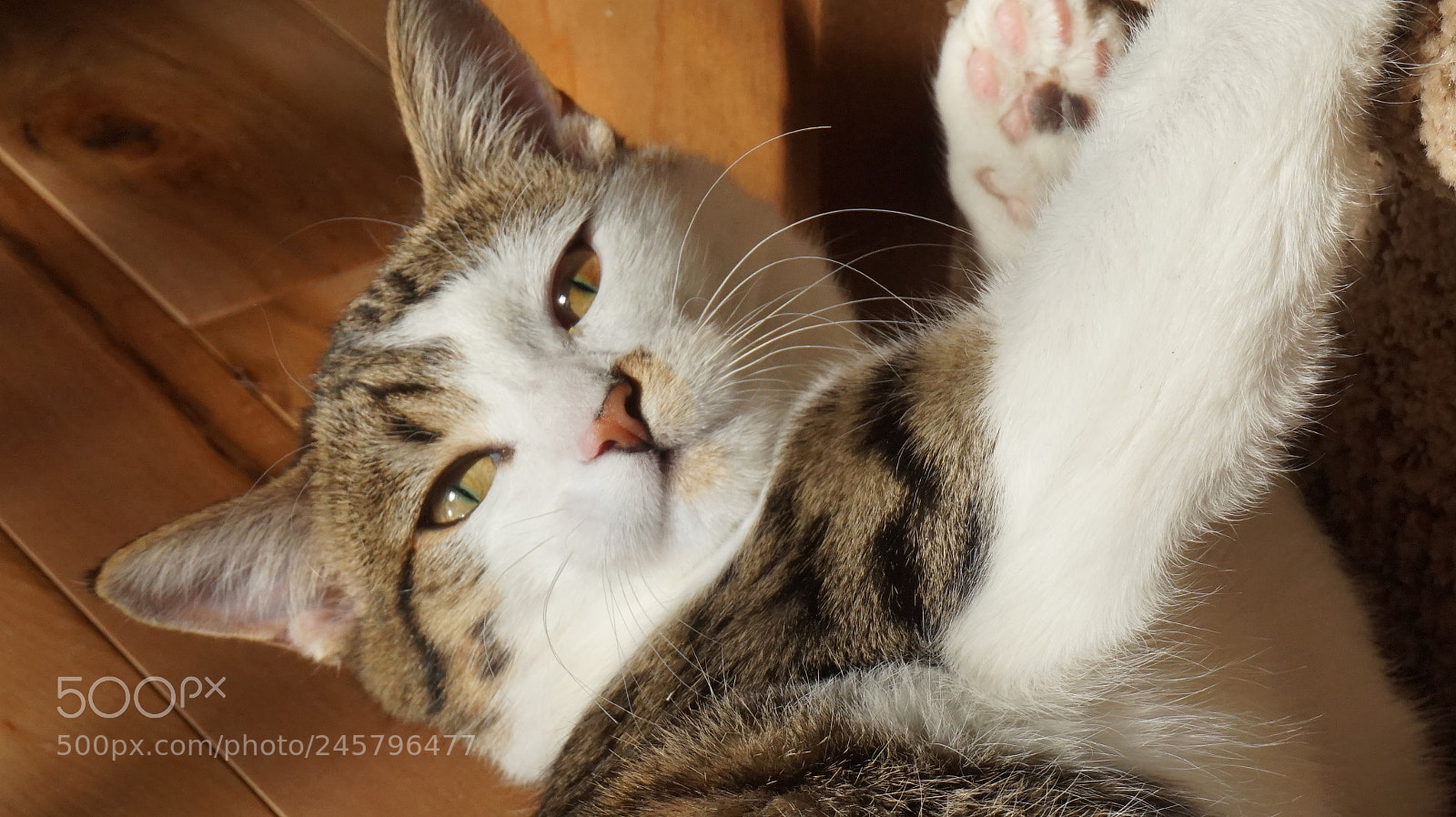 Sony Alpha a5000 (ILCE 5000) sample photo. Cute kitten resting in photography