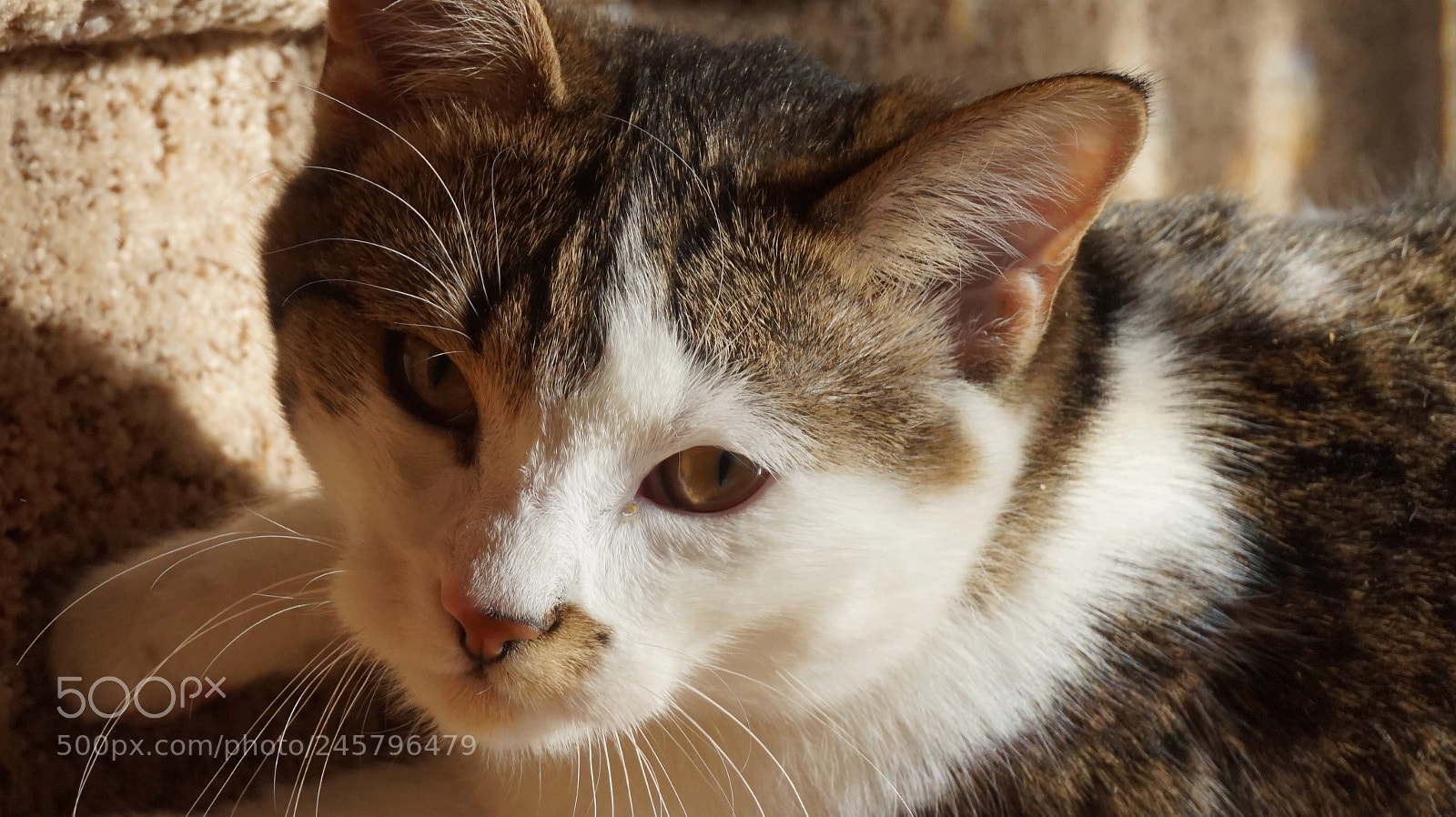 Sony Alpha a5000 (ILCE 5000) sample photo. Cute kitten photography
