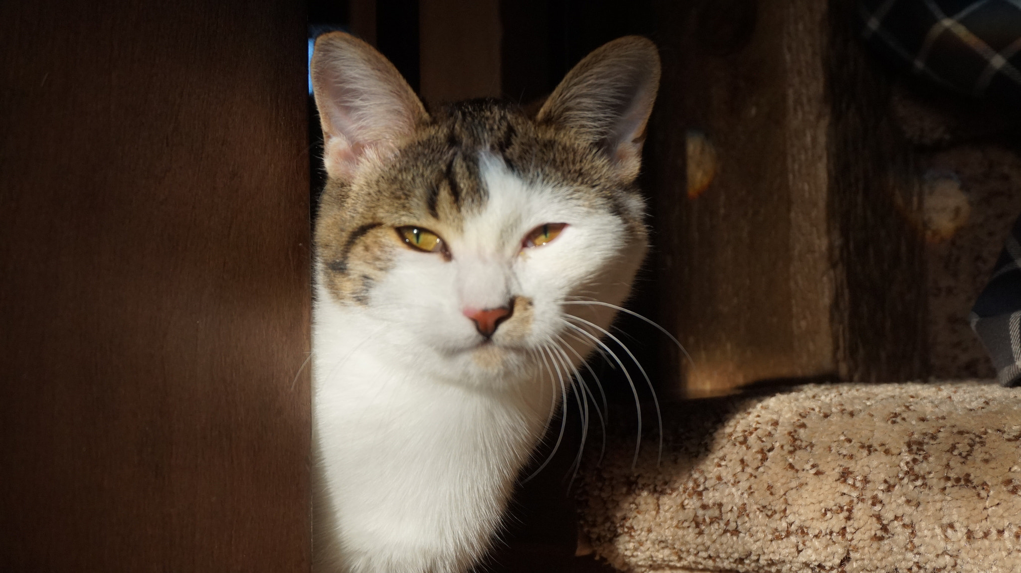 Sony Alpha a5000 (ILCE 5000) + Sony E 18-50mm F4-5.6 sample photo. Cute kitten in sunlight photography