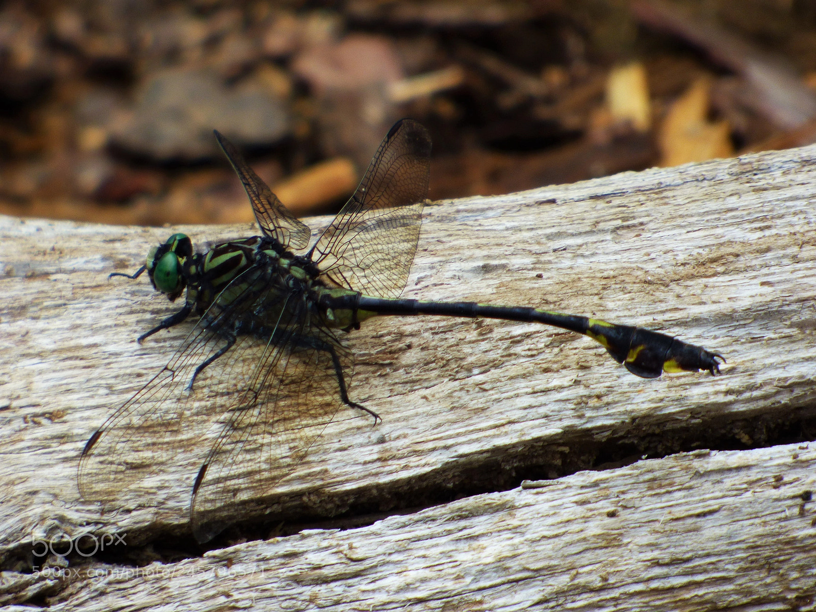 Panasonic DMC-FZ72 sample photo. Dragonfly photography