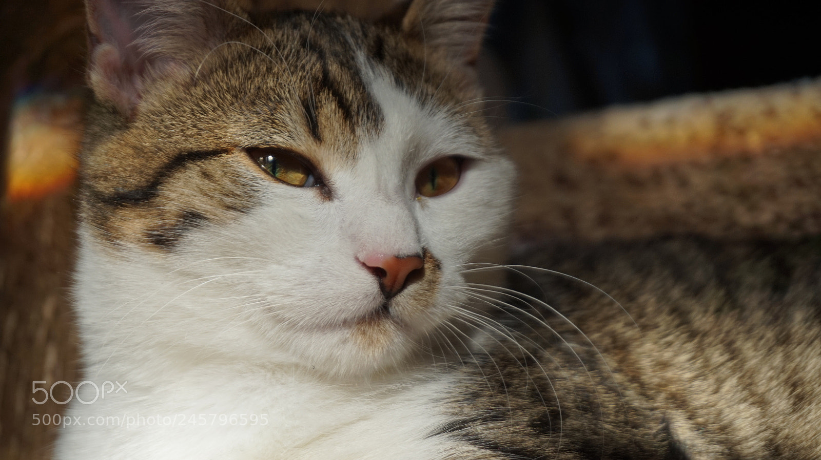 Sony Alpha a5000 (ILCE 5000) sample photo. Cute kitten resting photography