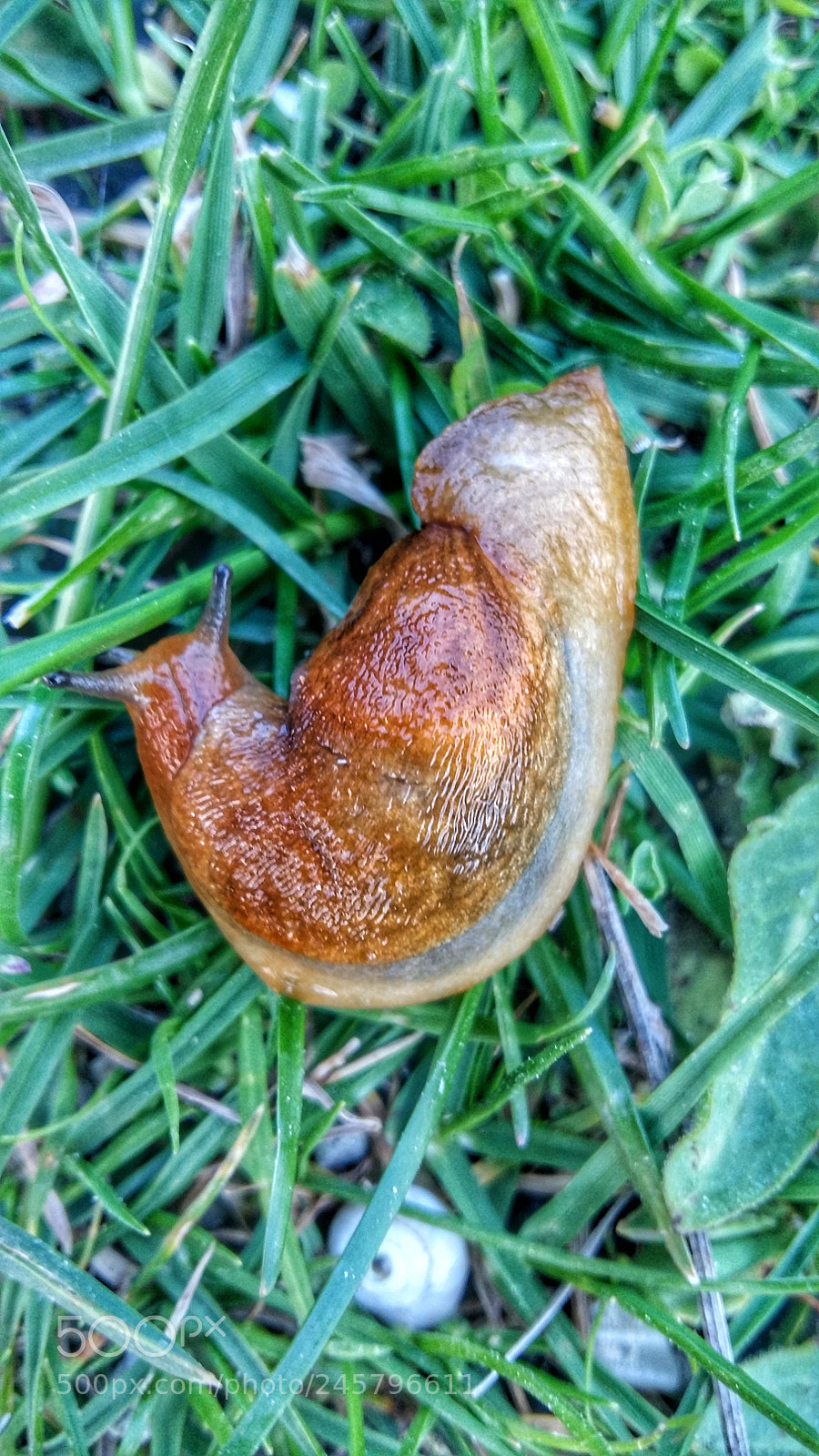 Samsung Galaxy A5 sample photo. Untitled photography