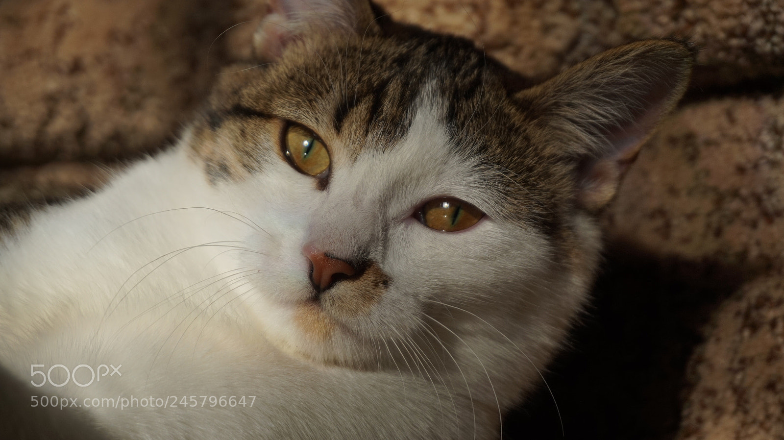 Sony Alpha a5000 (ILCE 5000) sample photo. Cute kitten photography