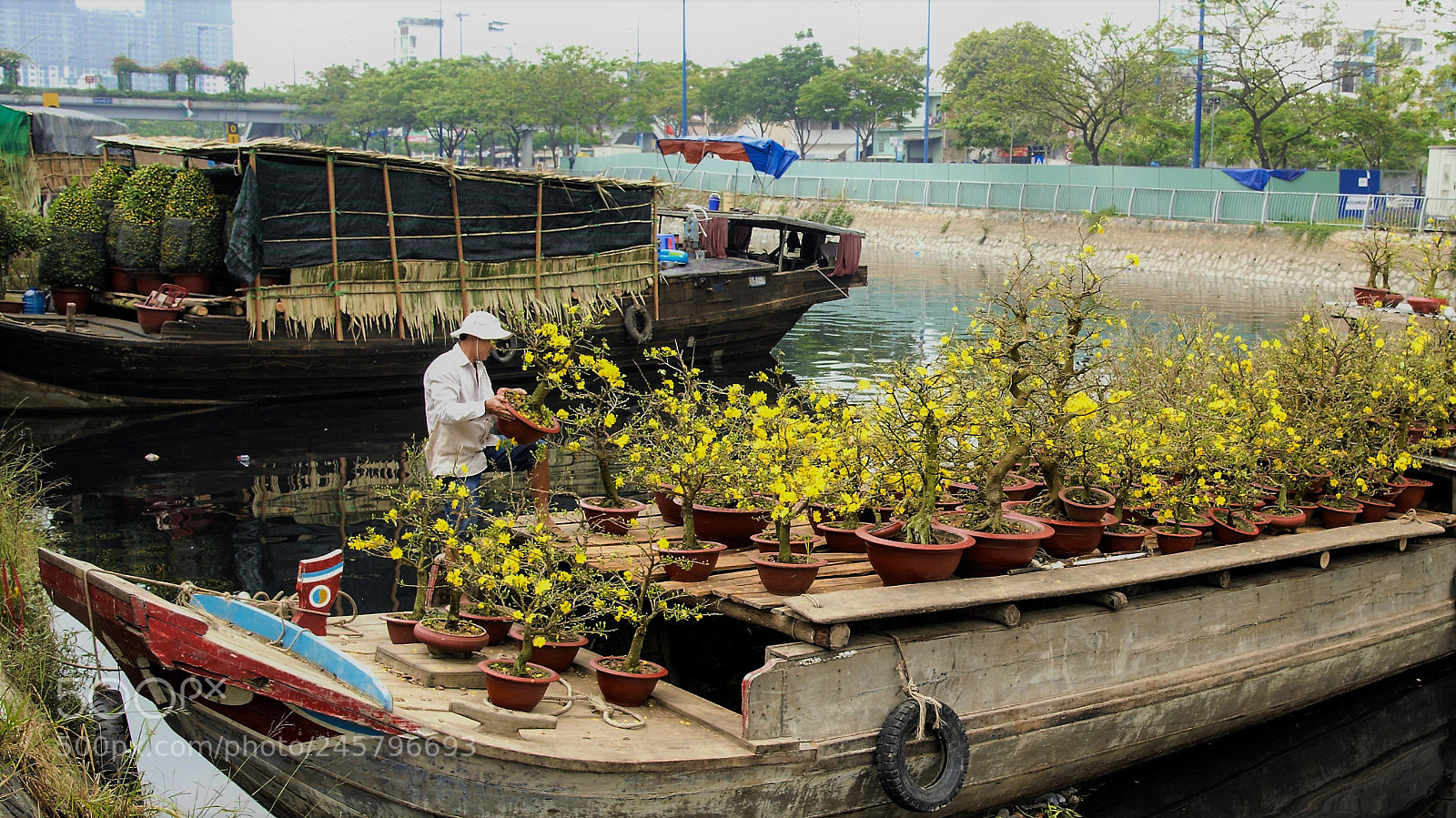Nikon D700 sample photo. Mai flowers photography
