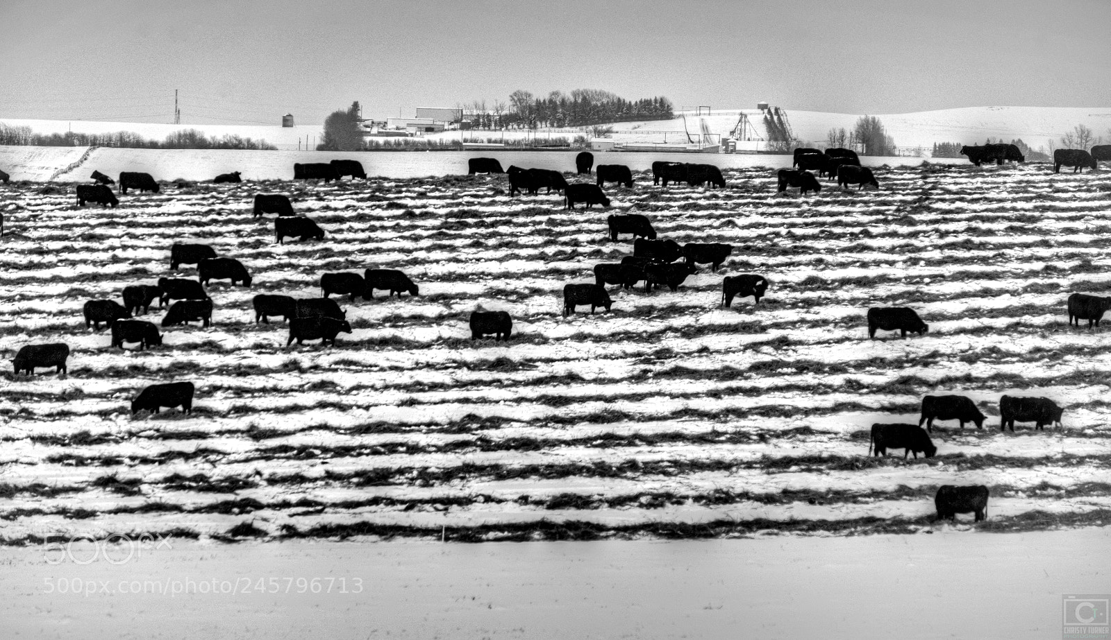 Nikon D810 sample photo. Black angus winter photography