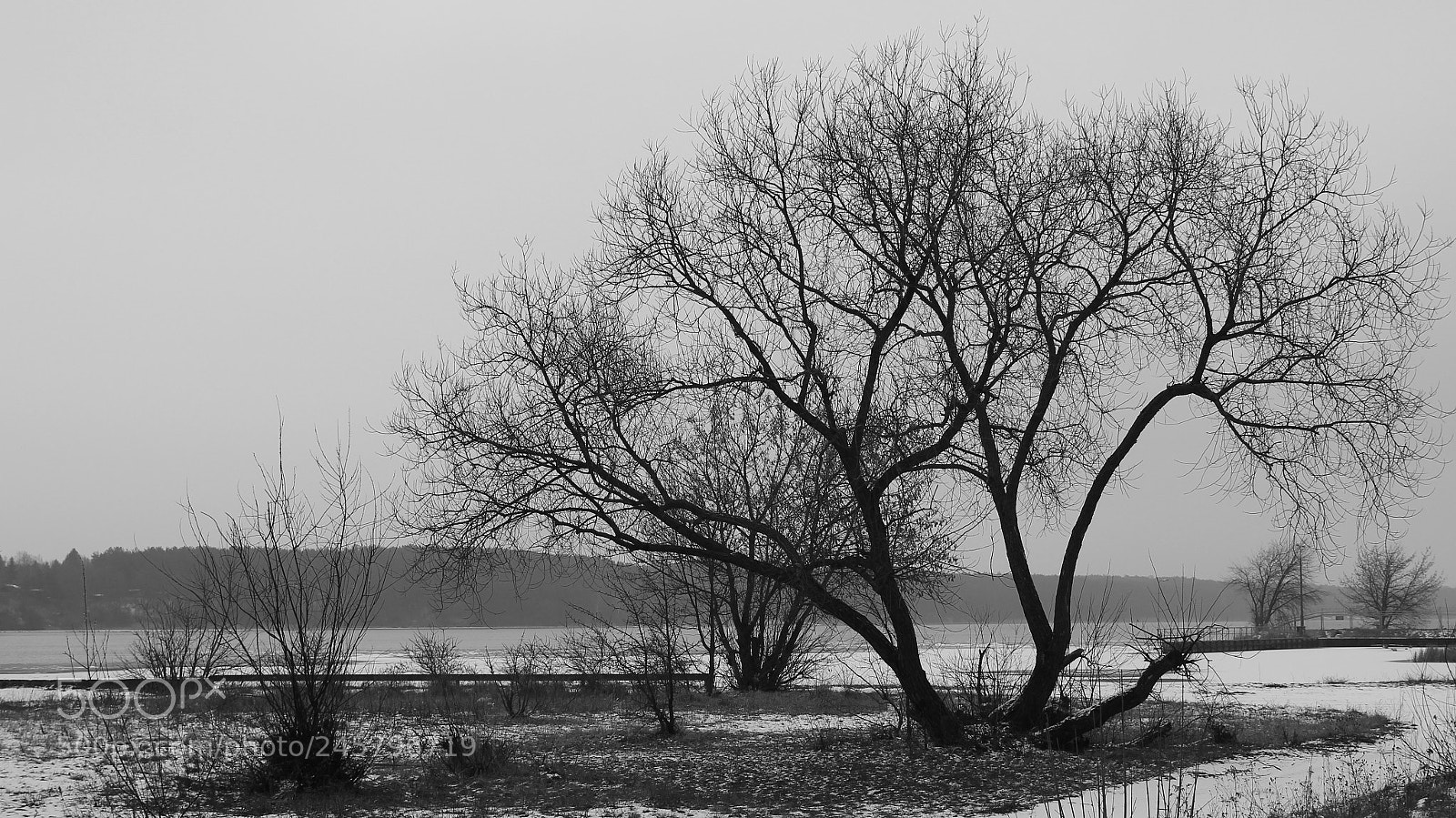 Canon EOS 1200D (EOS Rebel T5 / EOS Kiss X70 / EOS Hi) sample photo. Tree.jpg photography