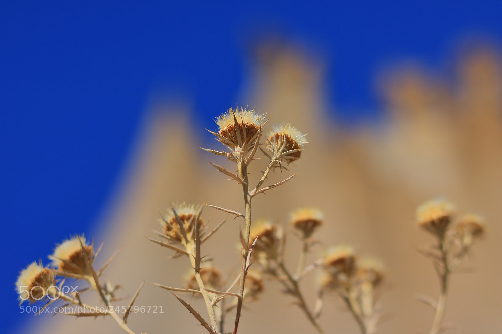 Canon EOS 750D (EOS Rebel T6i / EOS Kiss X8i) + Canon EF 50mm F1.8 STM sample photo. Paisaje lunar de fondo photography