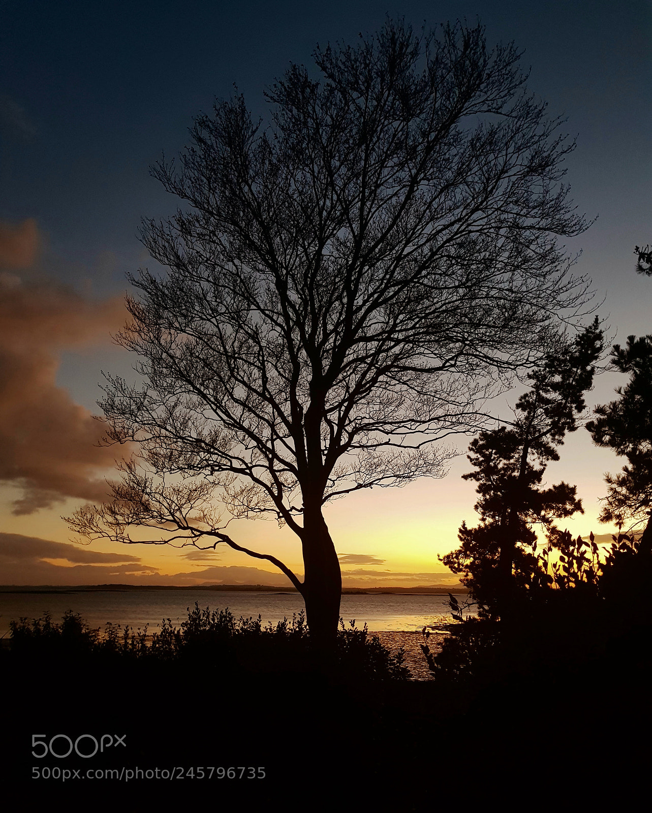 Samsung Galaxy S8 sample photo. Tree photography