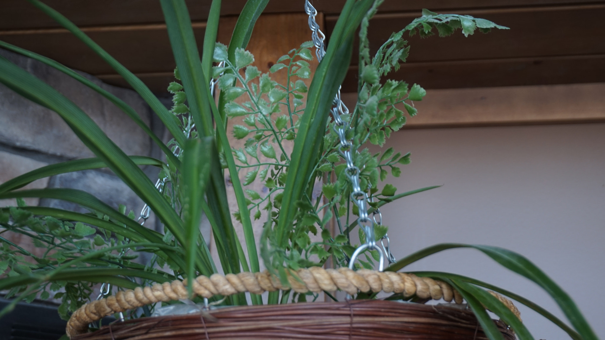 Sony Alpha a5000 (ILCE 5000) + Sony E 18-50mm F4-5.6 sample photo. Wild grass and flowers photography