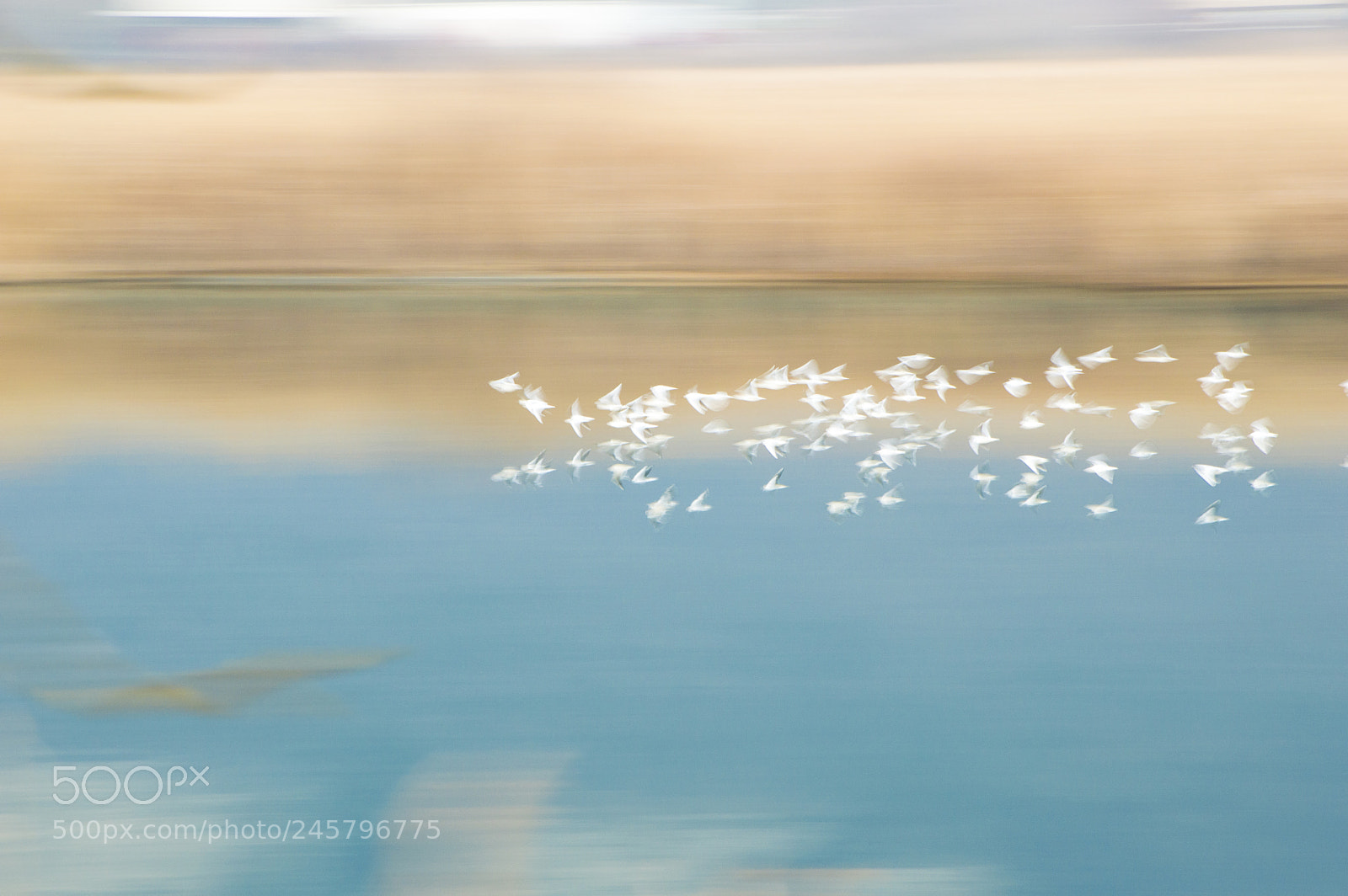 Nikon D3200 sample photo. Flying birds photography