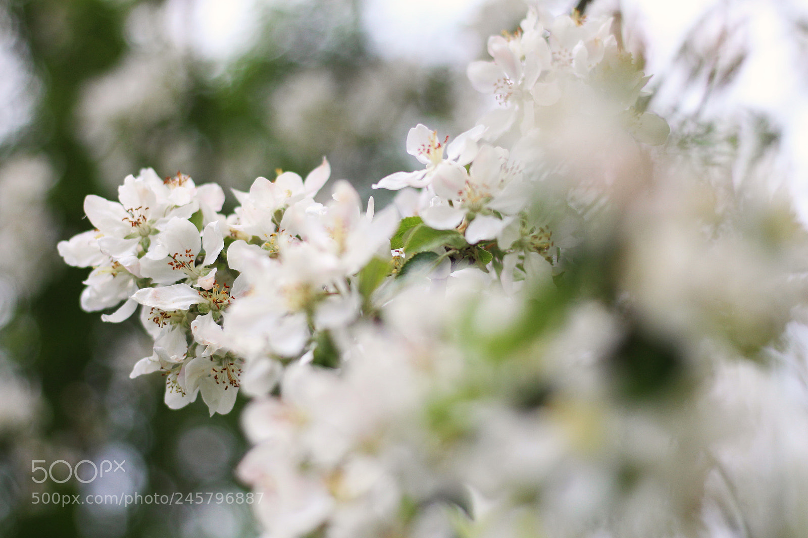 Canon EOS 700D (EOS Rebel T5i / EOS Kiss X7i) + Canon EF 50mm F1.8 STM sample photo. Poland photography