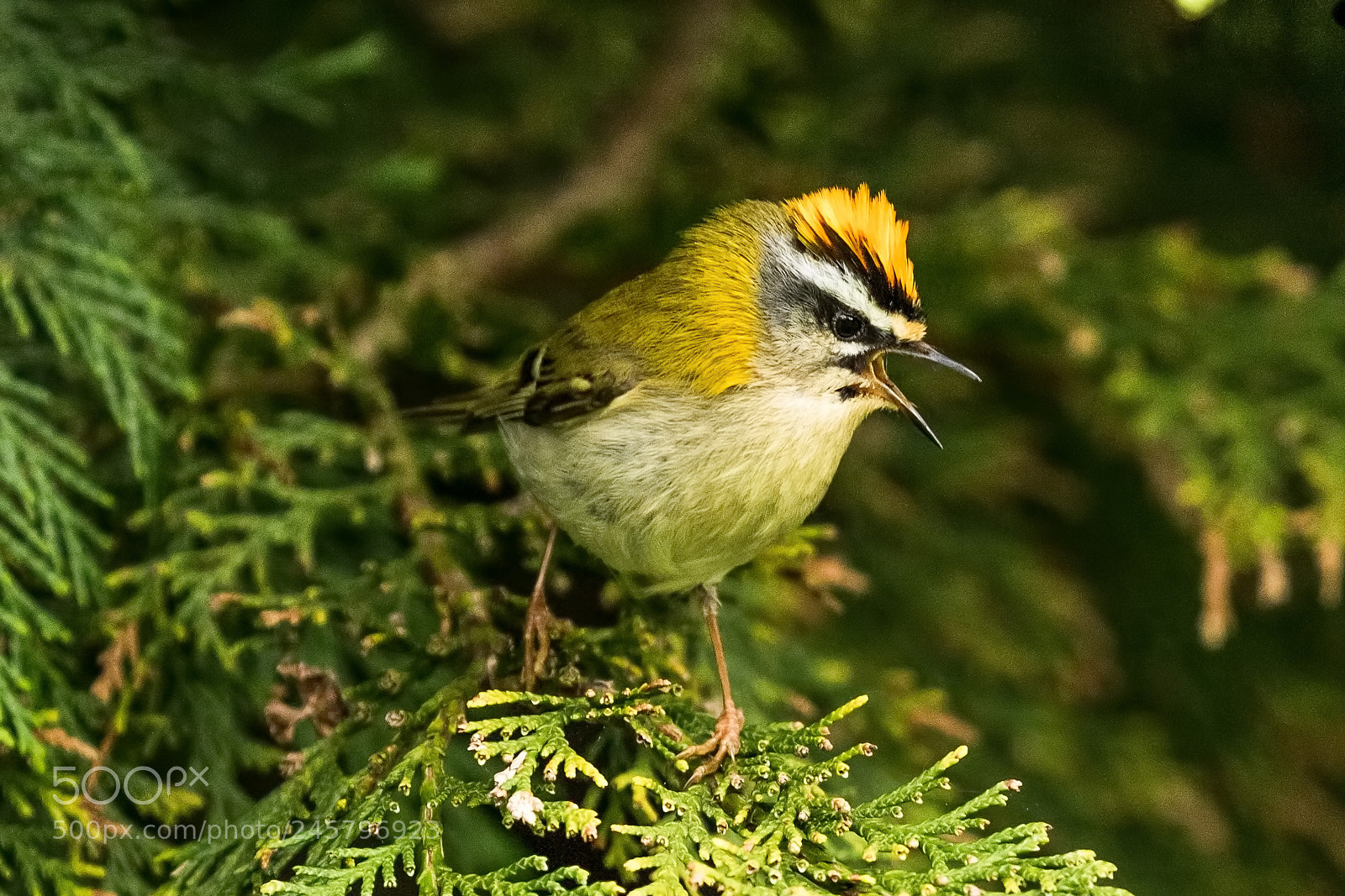 Canon EOS 7D Mark II sample photo. Firecrest photography