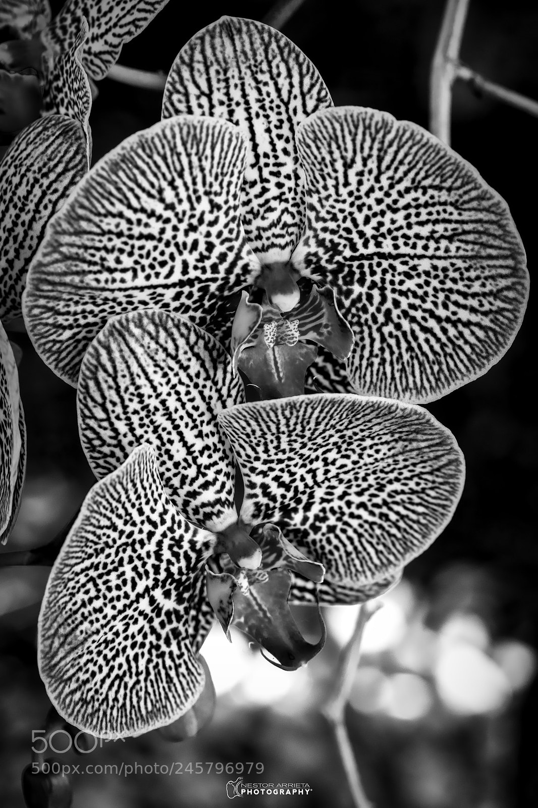 Canon EOS 5DS R sample photo. Tiger stripes photography