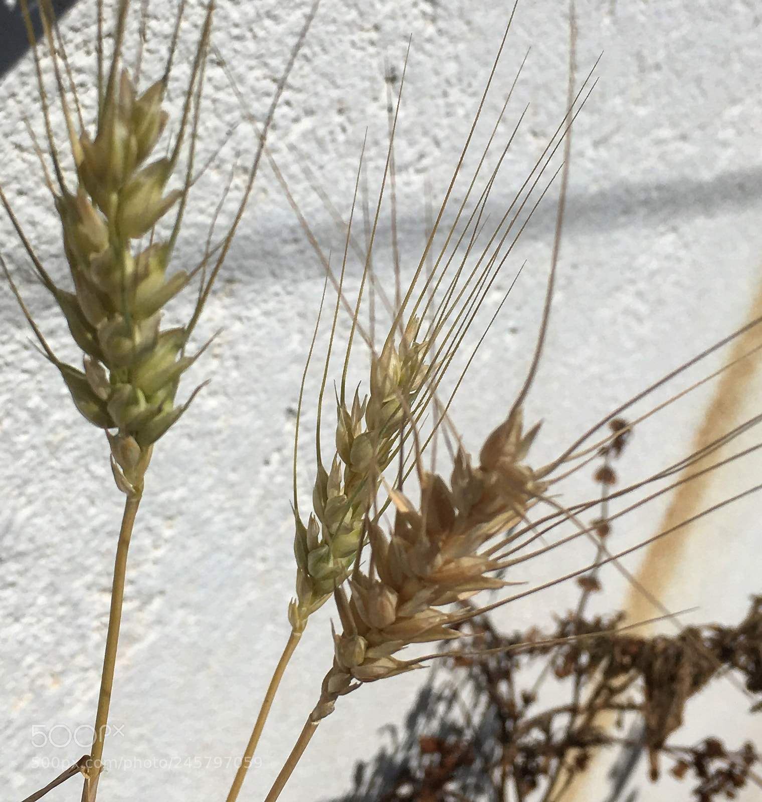Apple iPhone SE sample photo. Wheat photography