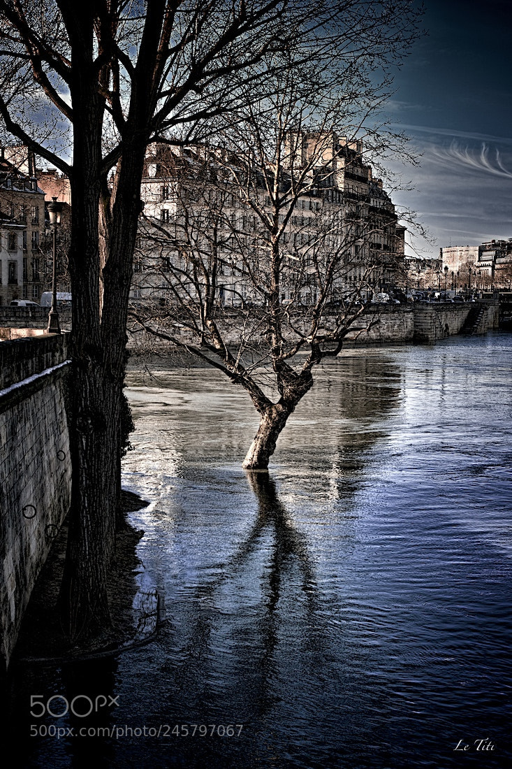 Sigma SD1 Merrill sample photo. Arbre crue seine photography