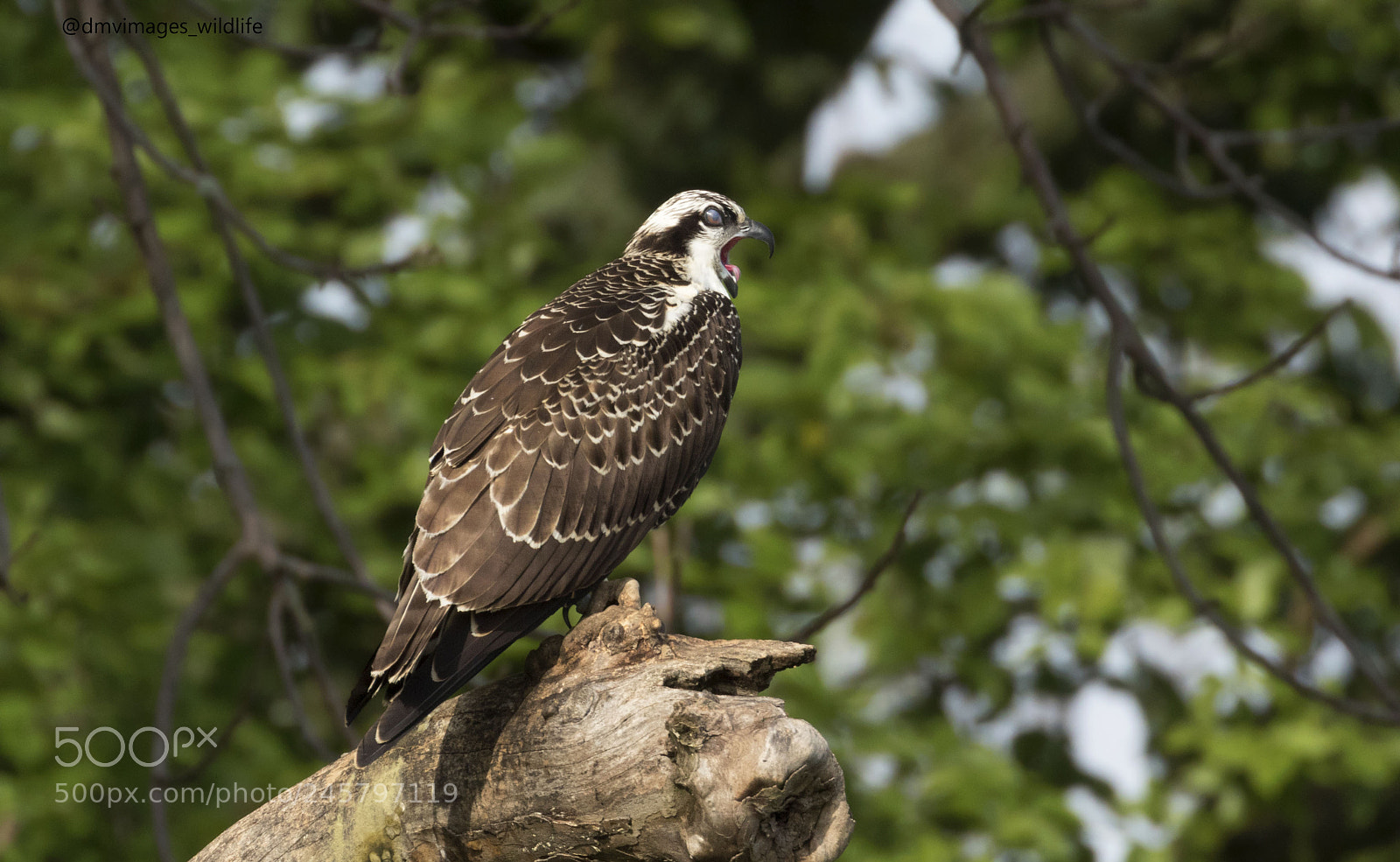 Canon EOS 7D Mark II sample photo. Osprey photography