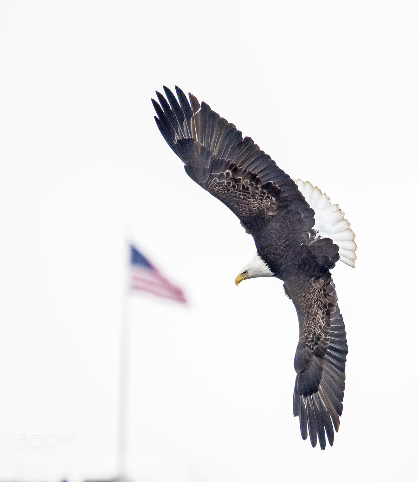 Nikon D850 sample photo. Bald eagle photography