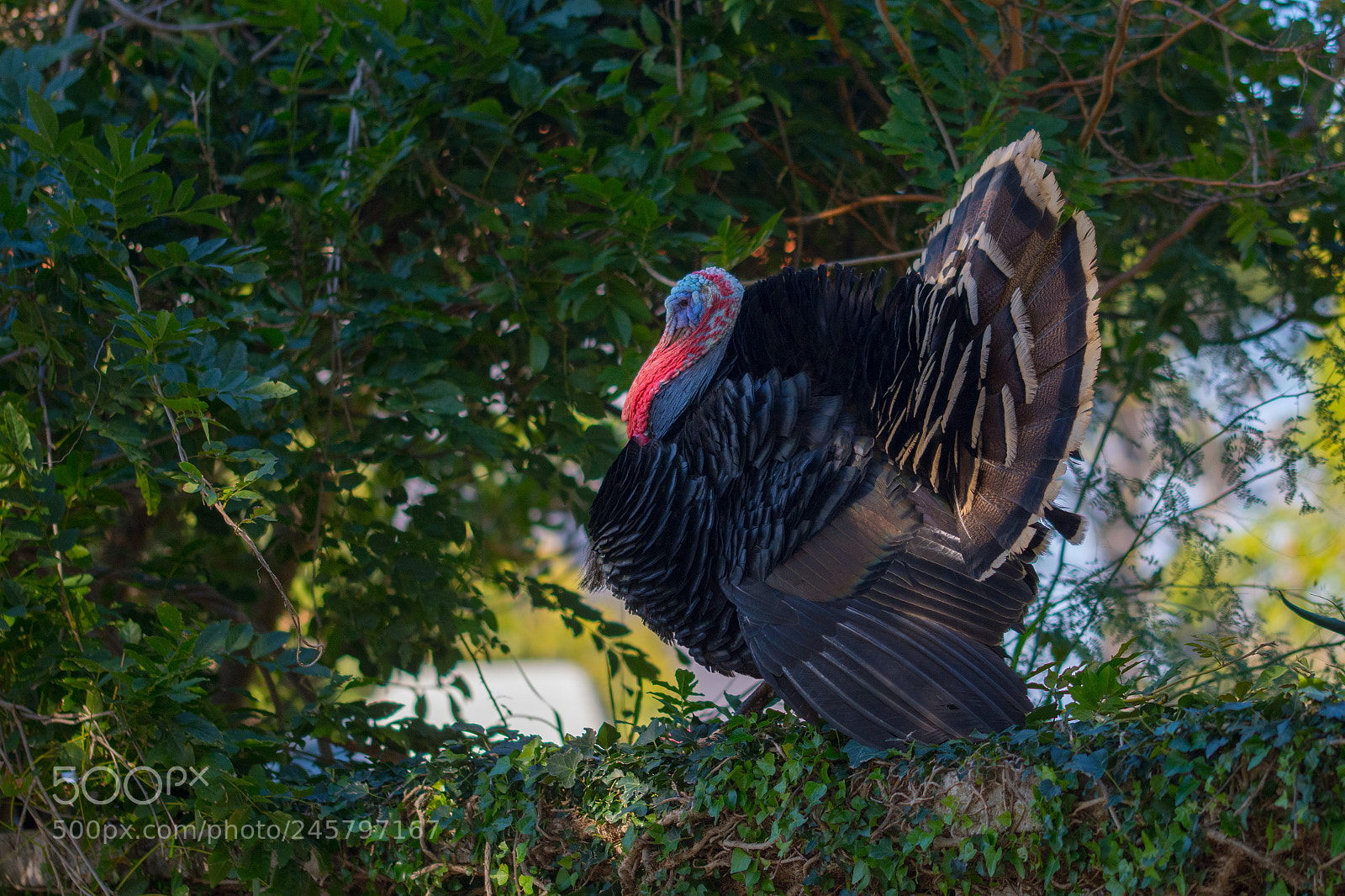 Nikon D7200 sample photo. Turkey 1 photography