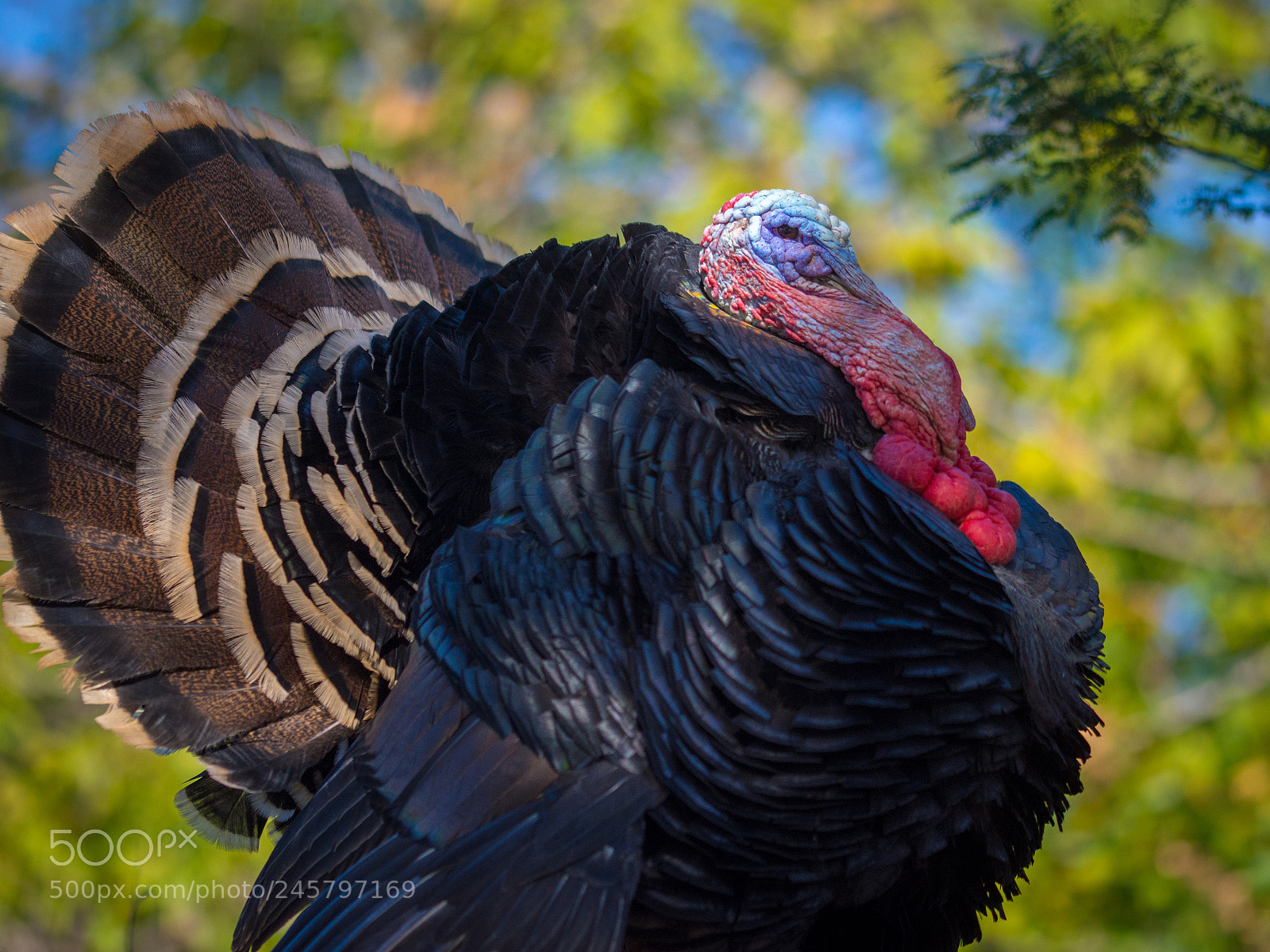 Nikon D7200 sample photo. Turkey 2 photography