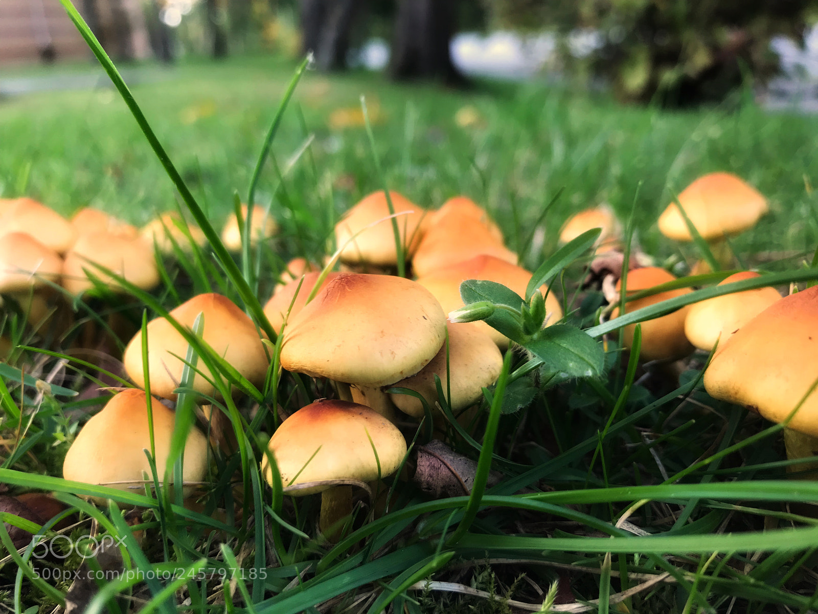 Apple iPhone 7 Plus sample photo. Mushroom photography