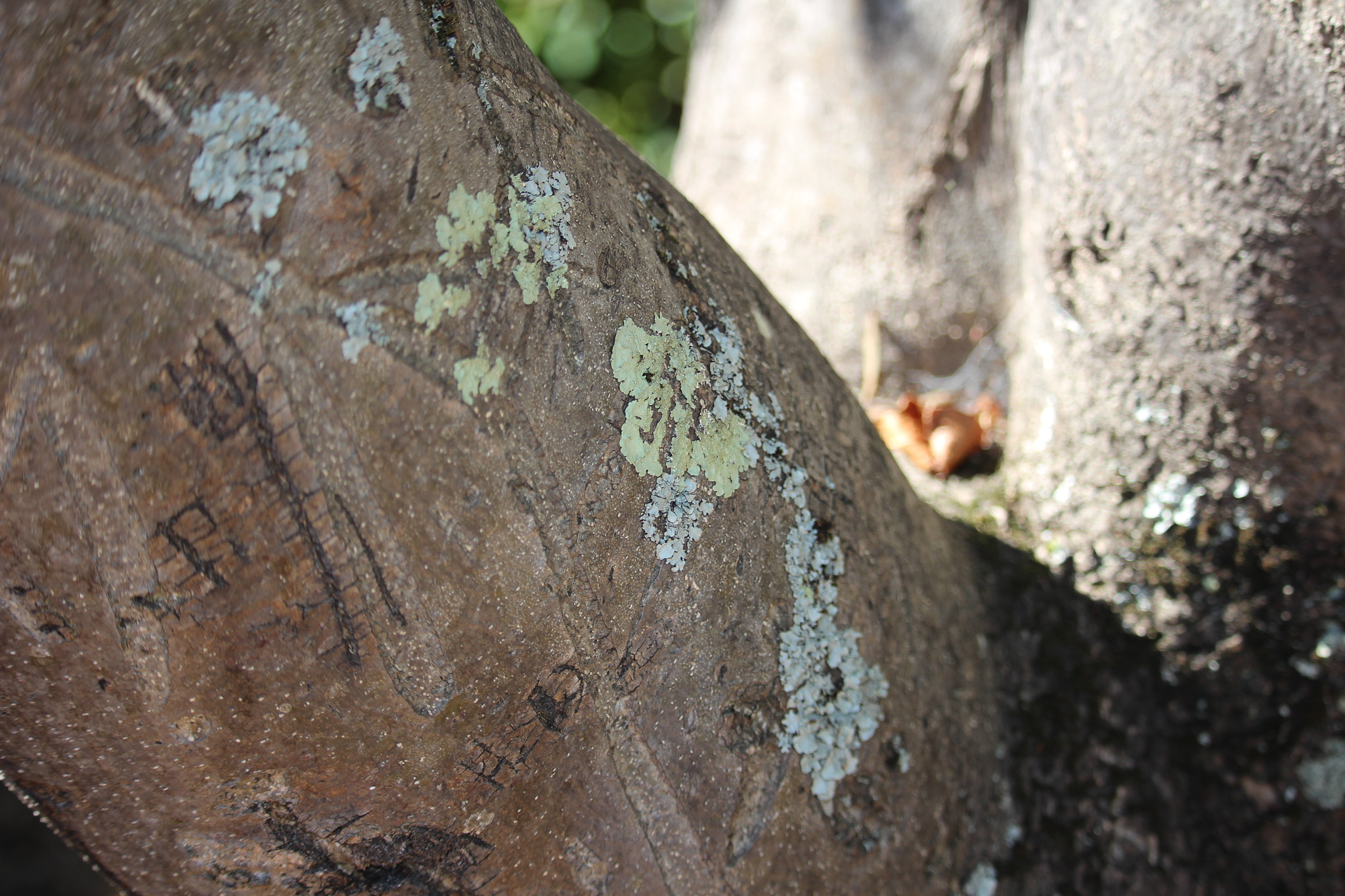Canon EF-S 55-250mm F4-5.6 IS STM sample photo. Img photography