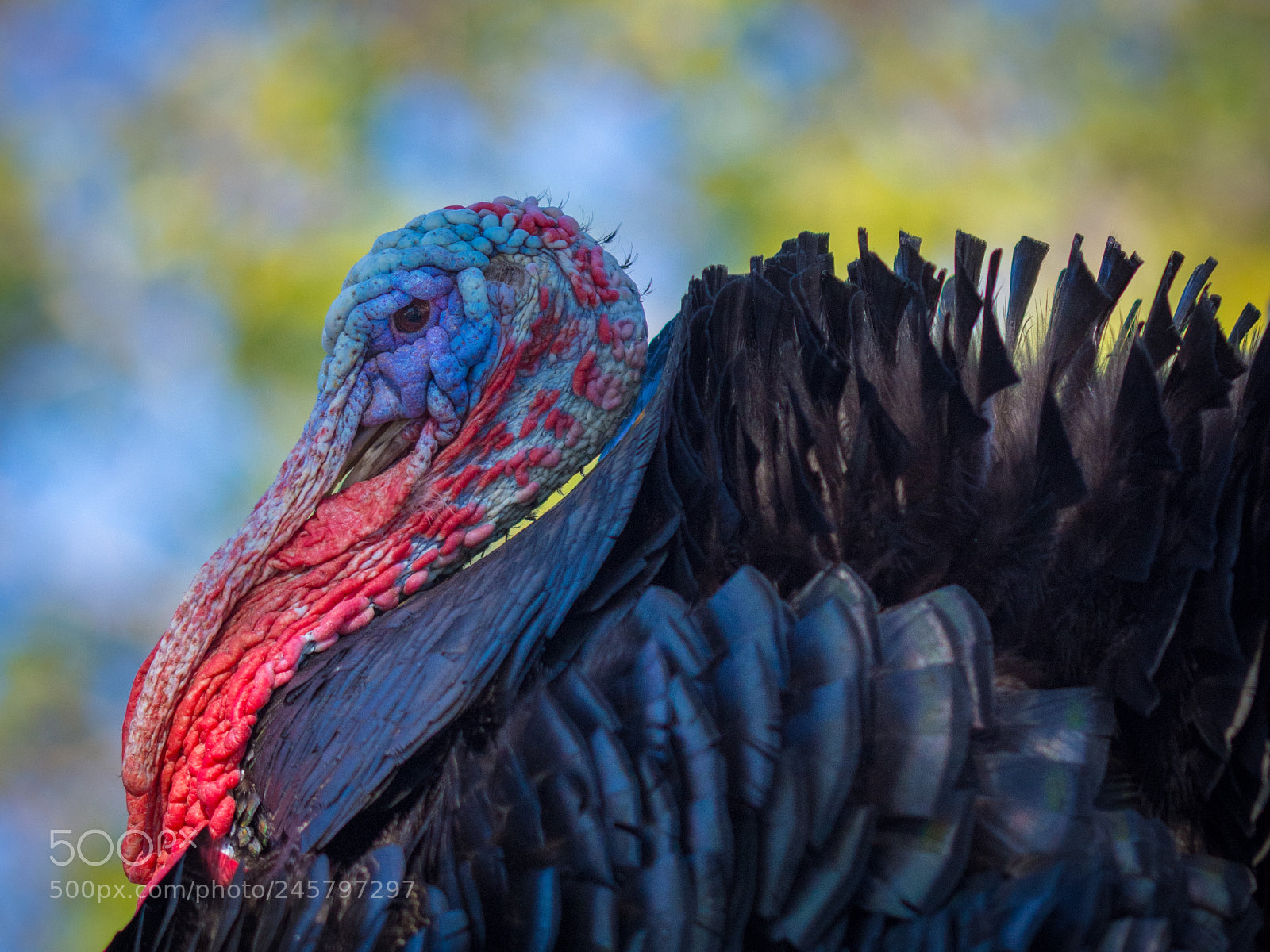 Nikon D7200 sample photo. Turkey 3 photography