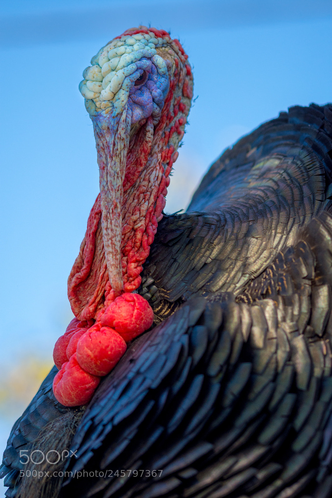 Nikon D7200 sample photo. Turkey 4 photography