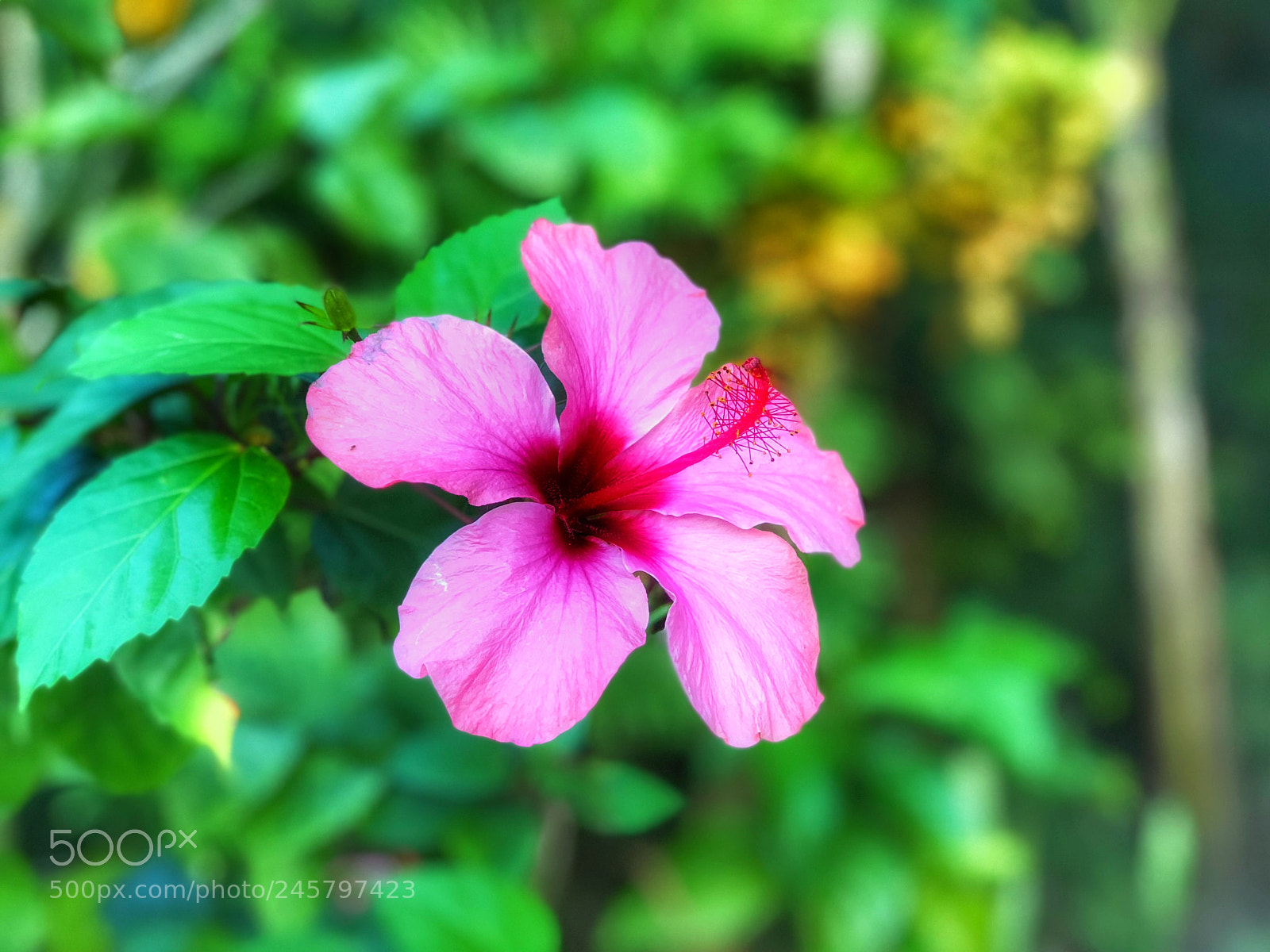 Apple iPhone 8 Plus sample photo. Una hermosa foto de photography