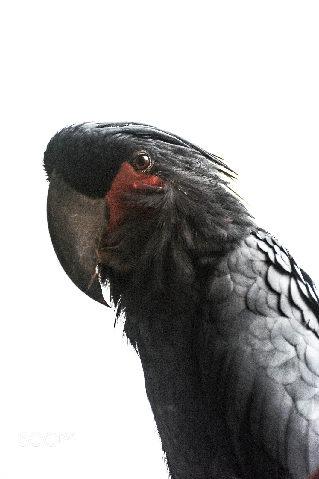 Nikon D5200 sample photo. Bird photography