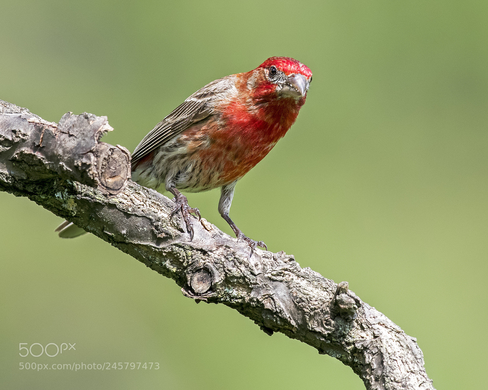Nikon D500 sample photo. House finch photography