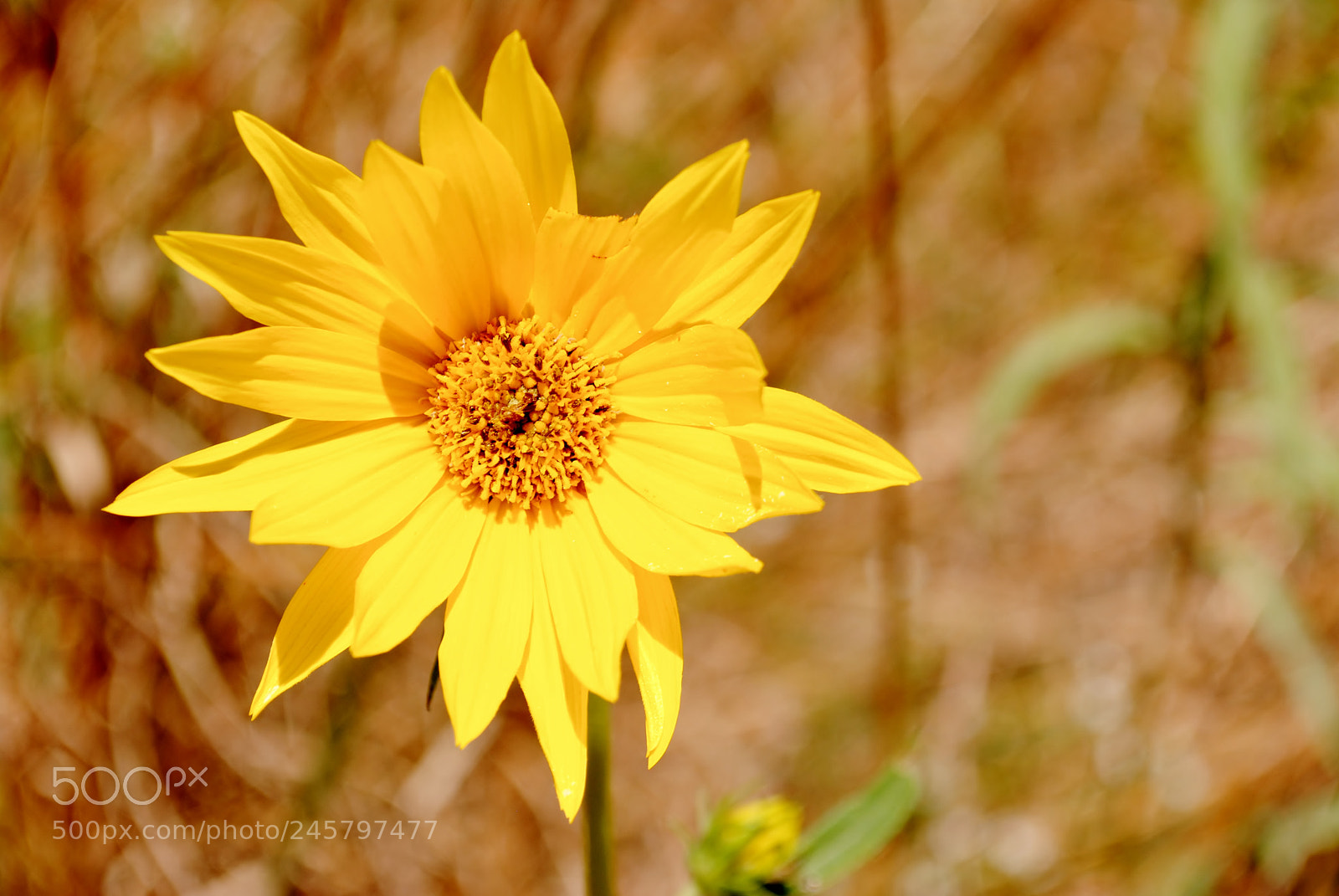 Nikon D3000 sample photo. Wildflower photography