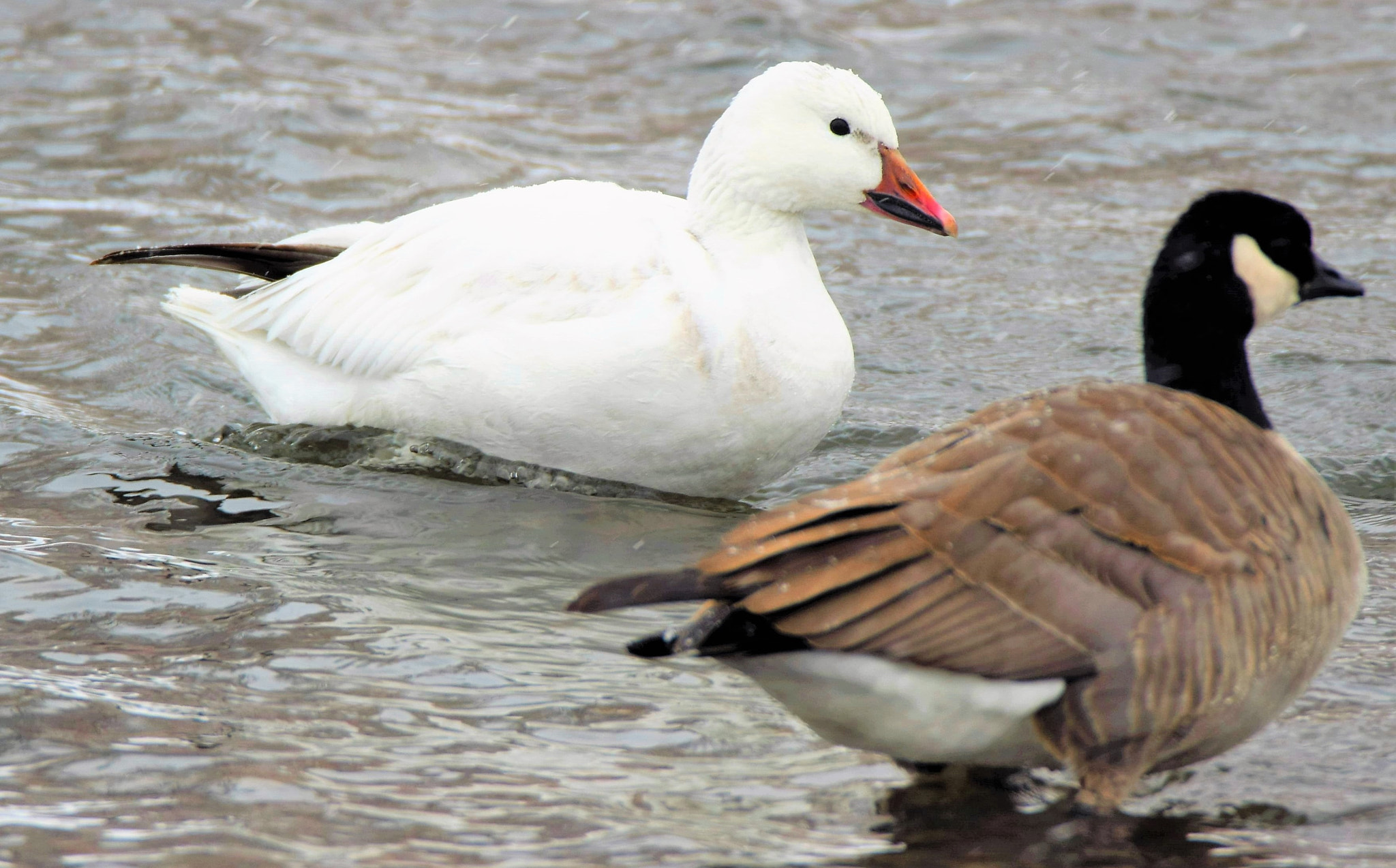 Nikon D3300 + Tamron SP 150-600mm F5-6.3 Di VC USD sample photo. One of a kind, albino goose *;) photography