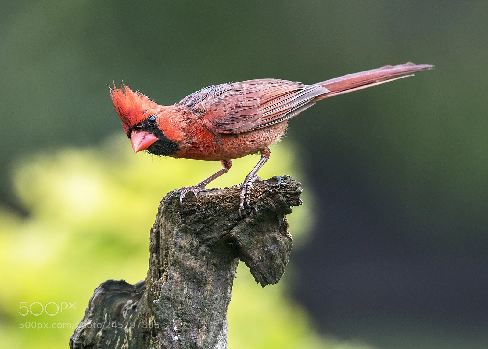 Nikon D500 sample photo. Northern cardinal photography