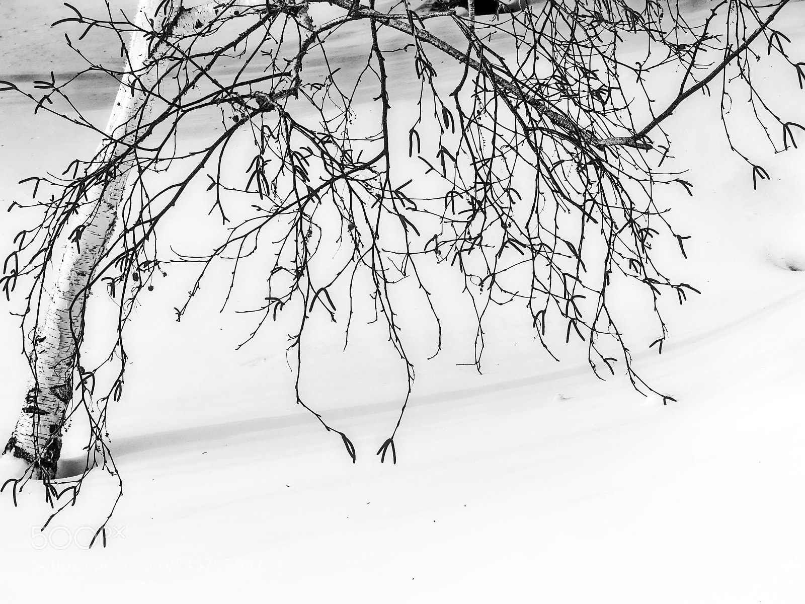 Panasonic Lumix DMC-FZ300 sample photo. Birch photography