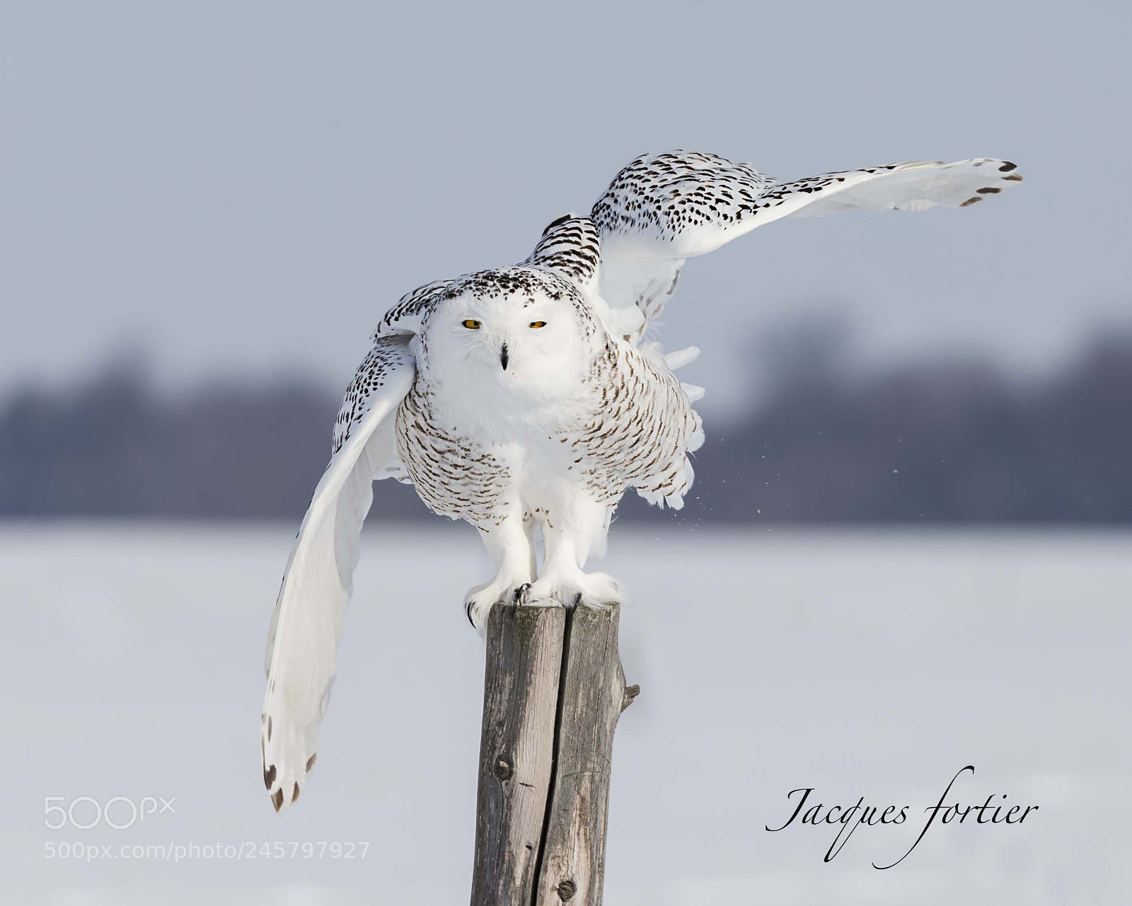 Canon EOS-1D X sample photo. Snowy owl photography