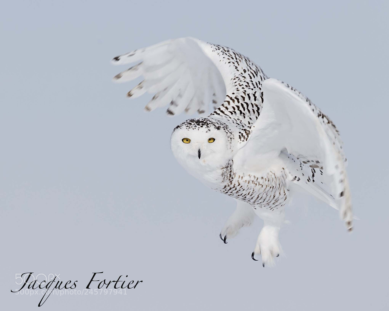 Canon EOS-1D X sample photo. Snowy owl photography