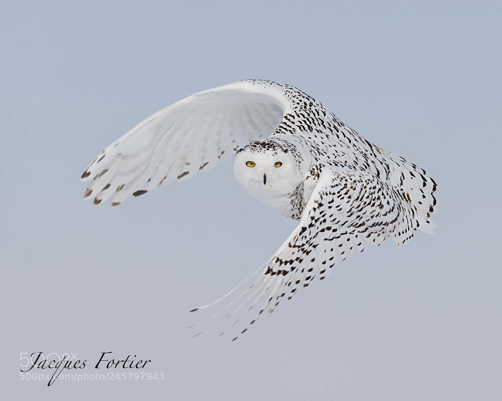 Canon EOS-1D X sample photo. Snowy owl photography