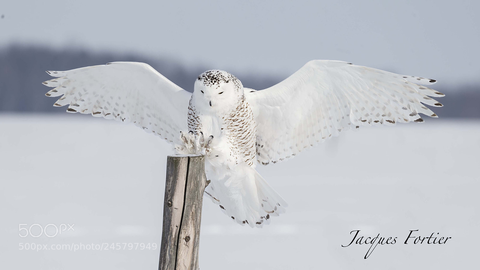 Canon EOS-1D X sample photo. Snowy owl photography