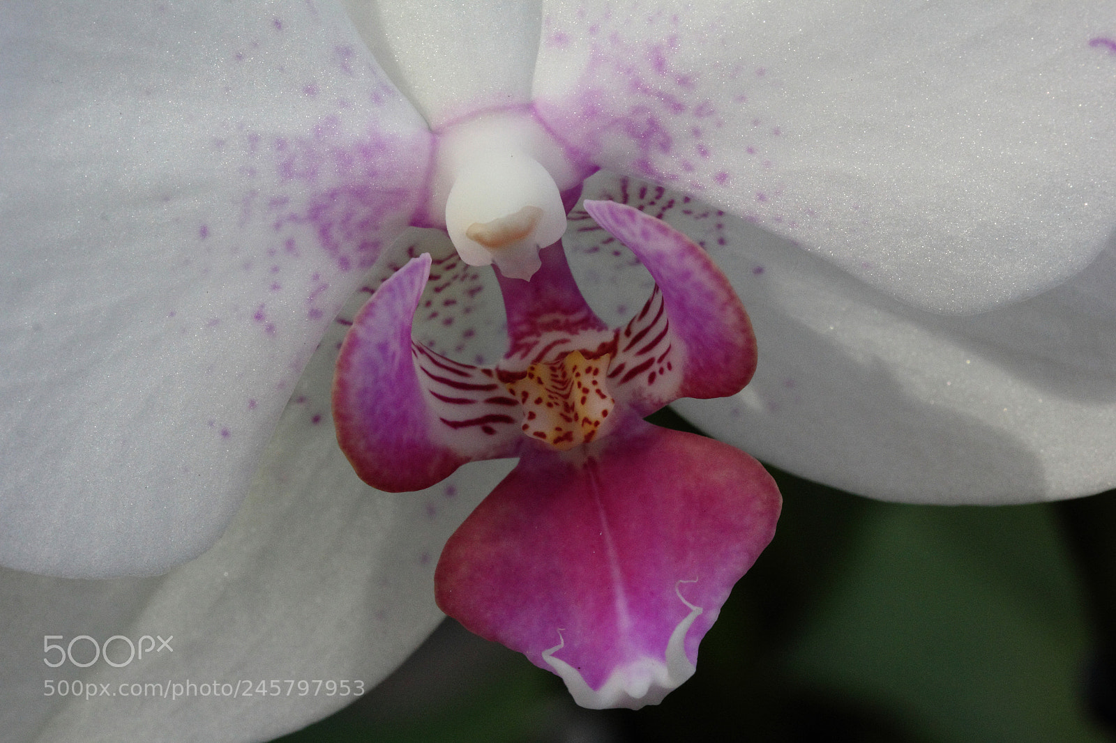Canon EOS 60D sample photo. Orchid white pink photography