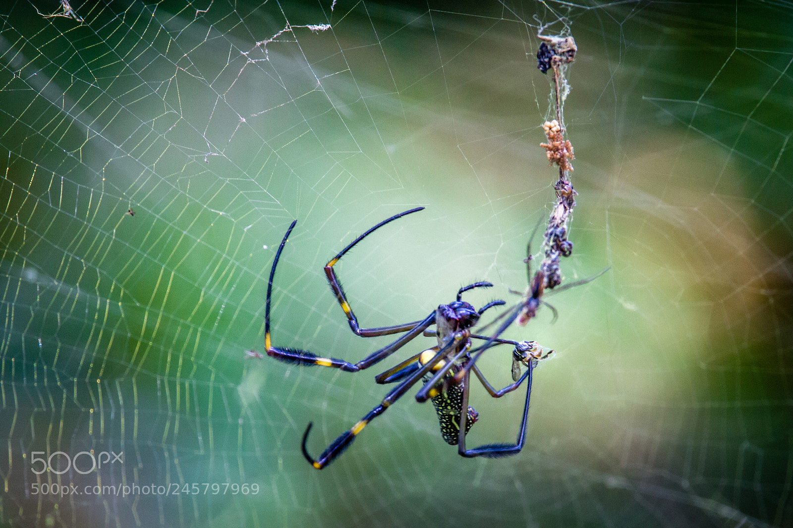 Canon EOS 1200D (EOS Rebel T5 / EOS Kiss X70 / EOS Hi) sample photo. Spider photography