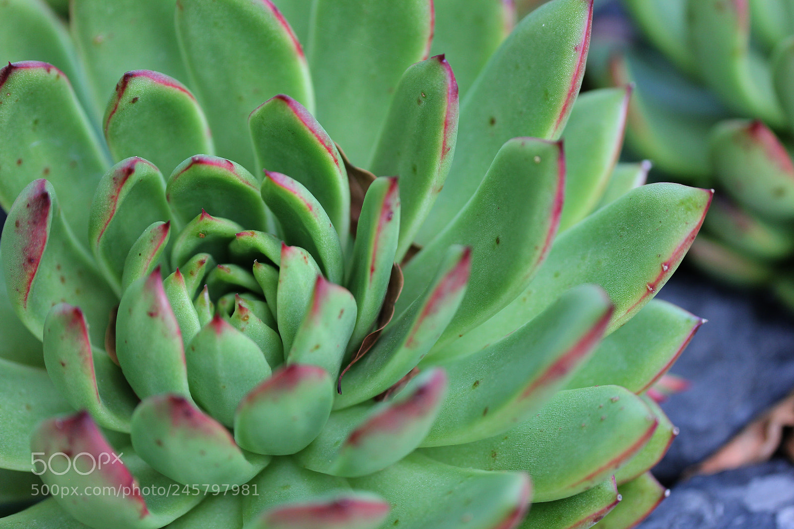 Canon EOS 60D sample photo. Succulent photography