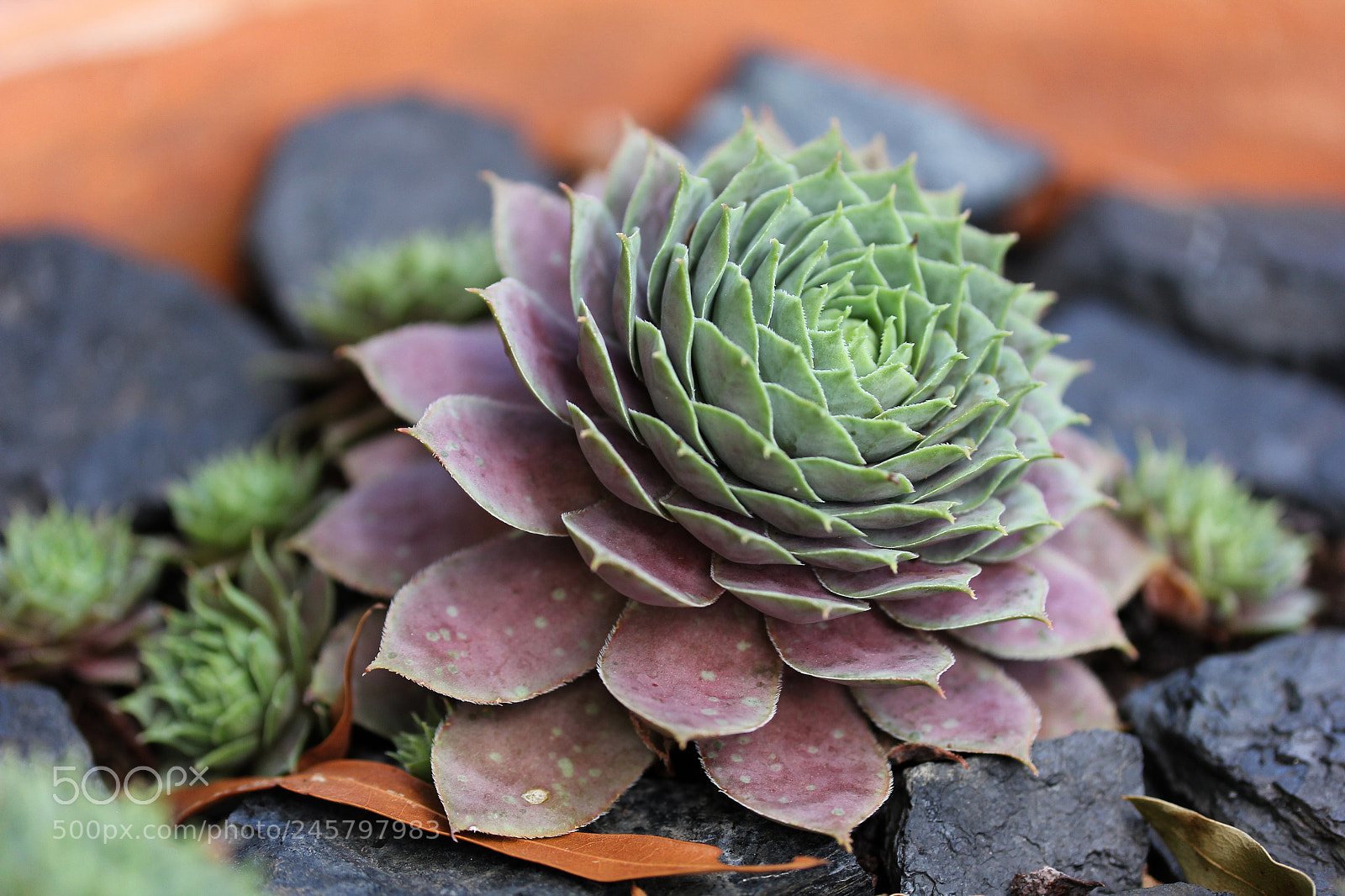 Canon EOS 60D sample photo. Succulents photography