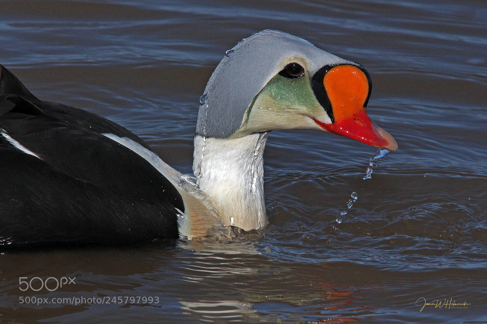 Canon EOS 650D (EOS Rebel T4i / EOS Kiss X6i) sample photo. King eider photography