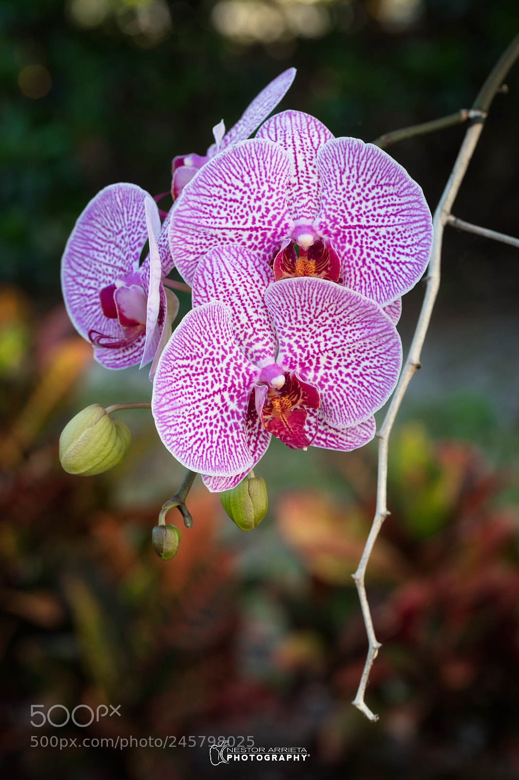Canon EOS 5DS R sample photo. In the garden photography