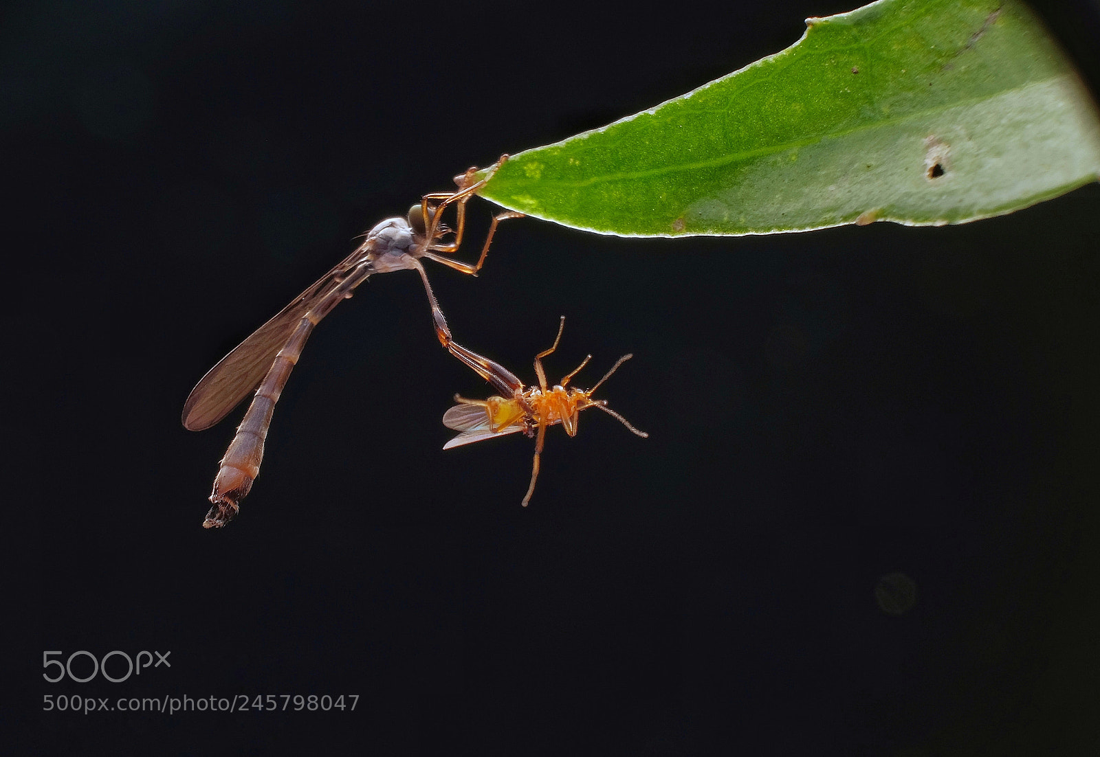 Fujifilm X-T10 sample photo. Leptogaster photography