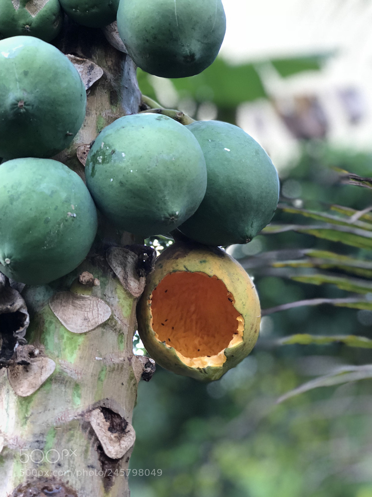 Apple iPhone 8 Plus sample photo. Papaya photography