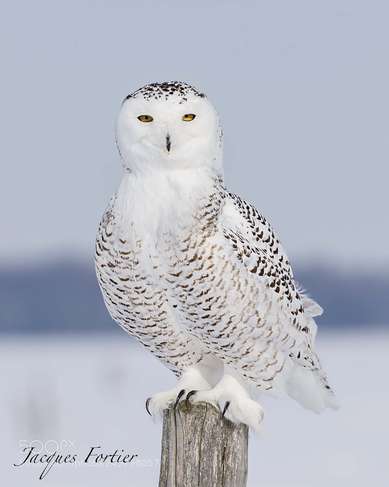 Canon EOS-1D X sample photo. Snowy owl photography